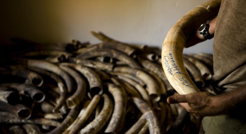 Elefántcsonttorony: az épület, amit a valóságban soha nem épített meg senki, mégis nagyon sokan éltek benne