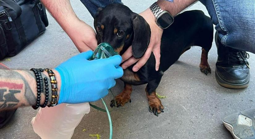 Budapesti lakástűz: egy tacskót és egy nyulat is el kellett látniuk a mentőknek