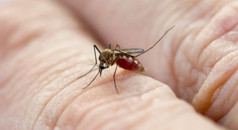 Biológiai beavatkozással indul a balatoni szúnyoggyérítés