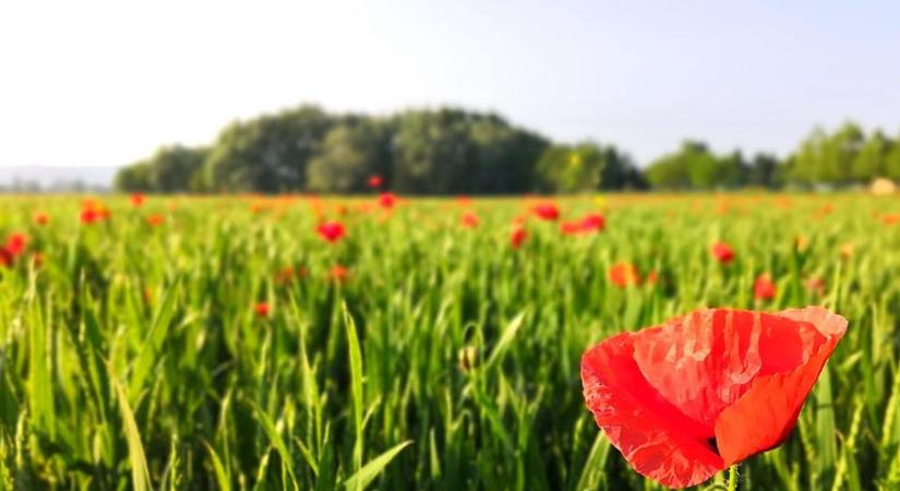 Kora nyárias fordulat: egyre melegebb, csapadékmentes napok érkeznek