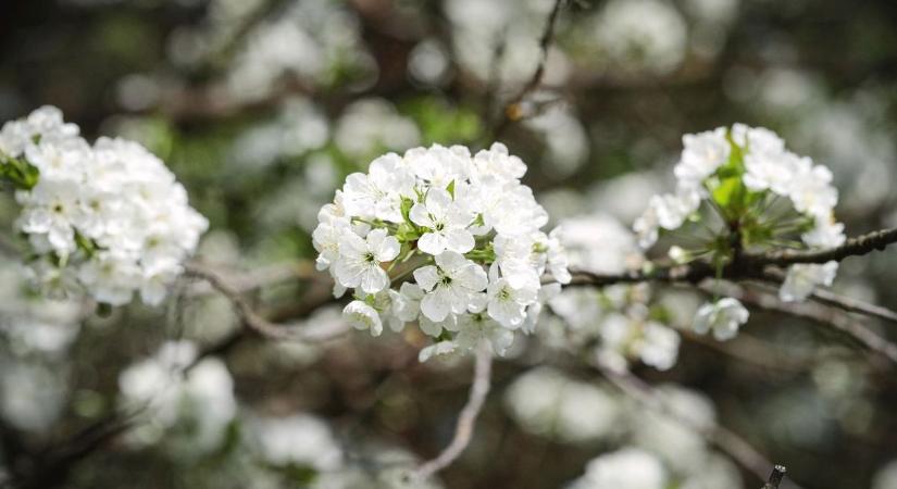 Köd, felhők, napsütés – több arcát is megmutatja a holnapi idő