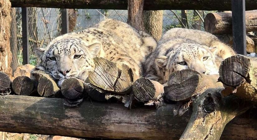Összebújva hódít a szegedi hópárduc pár