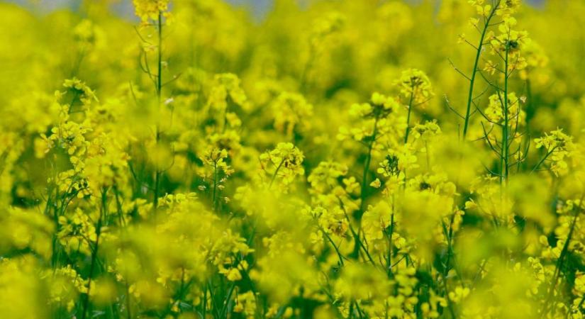 A szél és a szárazság a fagy legjobb szövetségese: most dől el a termés sorsa