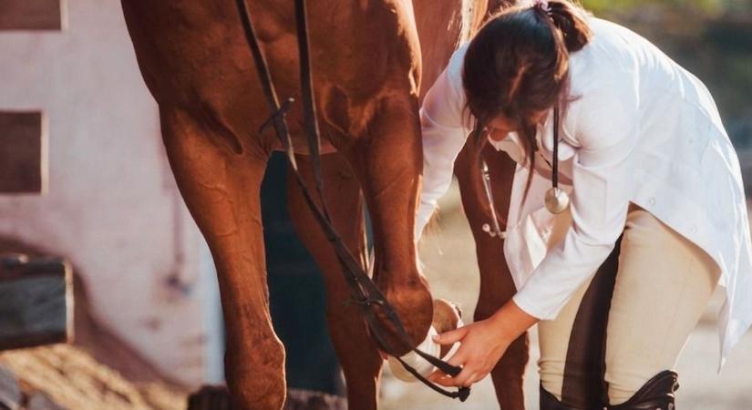 Lovasok, figyelem! Nem mindegy, mi kerül a ló lábára, zalai szakember is megszólalt