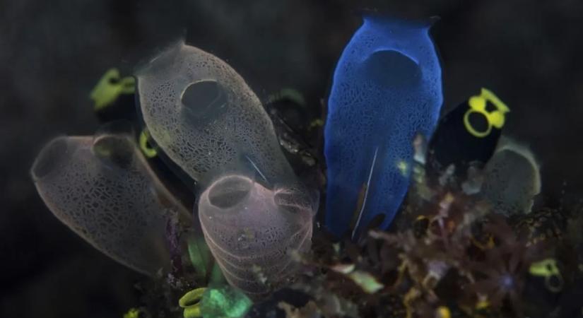 Fiatalodni akarsz? Ezt a furcsa élőlényt kell megenned