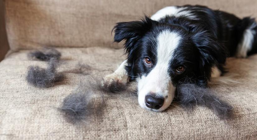 Ha nem akarsz sokat porszívózni, ilyen kutyákat válassz
