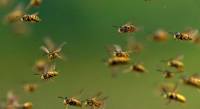 A méhek nélkül nincs jövő: április 30. figyelmeztet a beporzók védelmére
