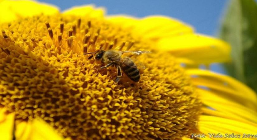 Ez hihetetlen! Ez lenne velünk méhek nélkül!
