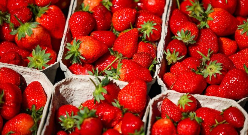 Jön a szuperolcsó eper: hajlongani kell érte, de megéri