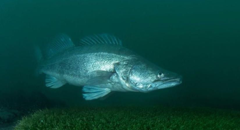 Most robban be igazán a balatoni szezon: megváltozik a part, hatalmas a horgászok öröme is