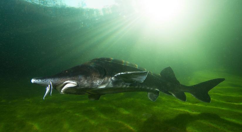 Egy majdnem 8 méter hosszú szörnyeteg úszik a Dunában, a tudósok pedig most pánikba esnek miatta