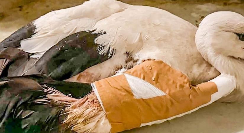 Műtét után gyógytorna vár a puskával meglőtt borsodi gólyára