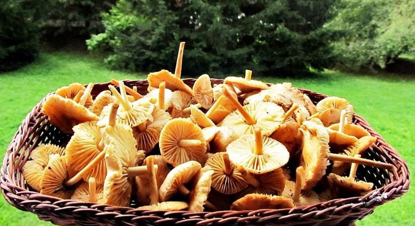 Kiderült, miért térdelnek most a zalaiak a fűben – meg fogsz lepődni, mi lapul benne!