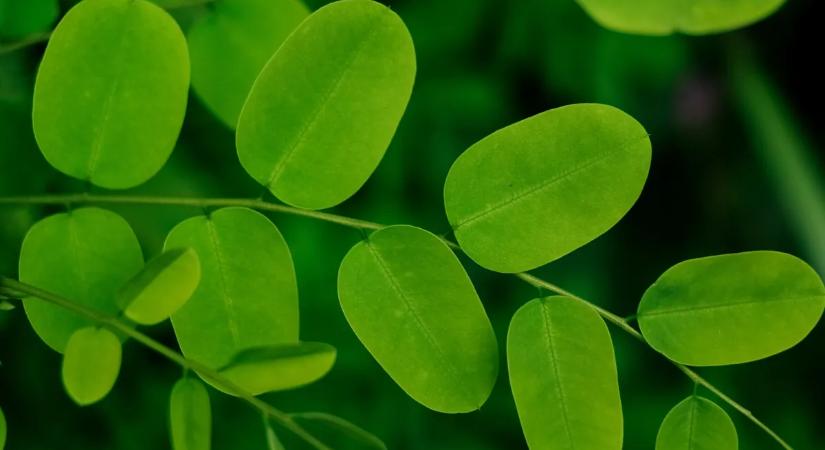 A moringa lehet a megoldás a vízproblémára