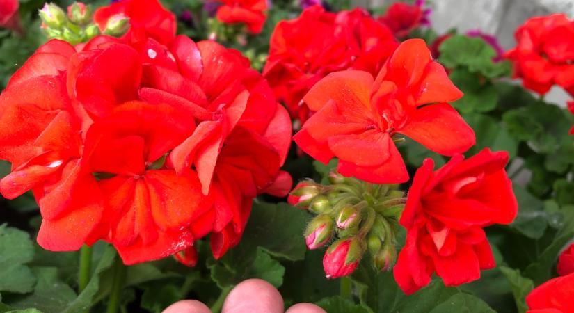 Százszámra hozza a virágot a muskátli, csak öntsd a földjére ezt a házi tápszert