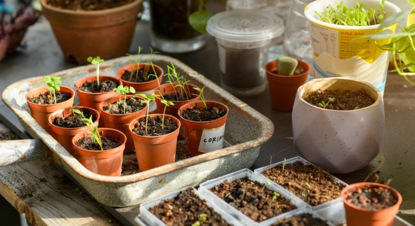 Hódít az őrület a magyar kertekben: ez a növény lesz az év nagy sztárja