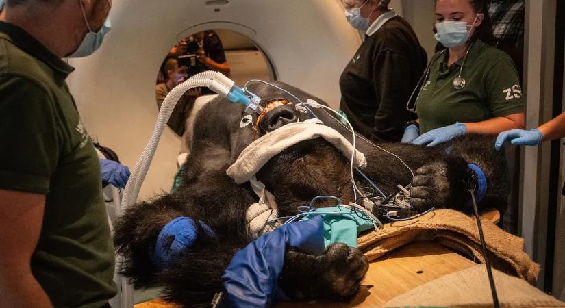 Bárki láthatja, hogy műtik az állatokat a London Zoo állatkórházában