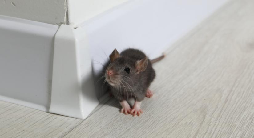 Patkányok: ezzel a filléres trükkel többé nem mennek a közeledbe!