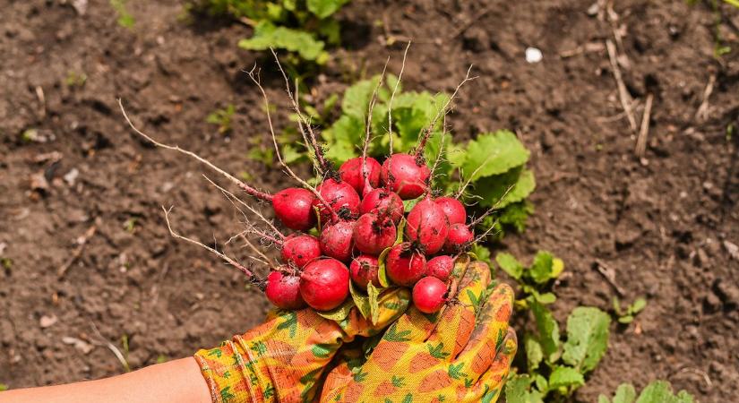 Mit ültessünk május elején? Ezekkel a növényekkel nem lehet mellélőni