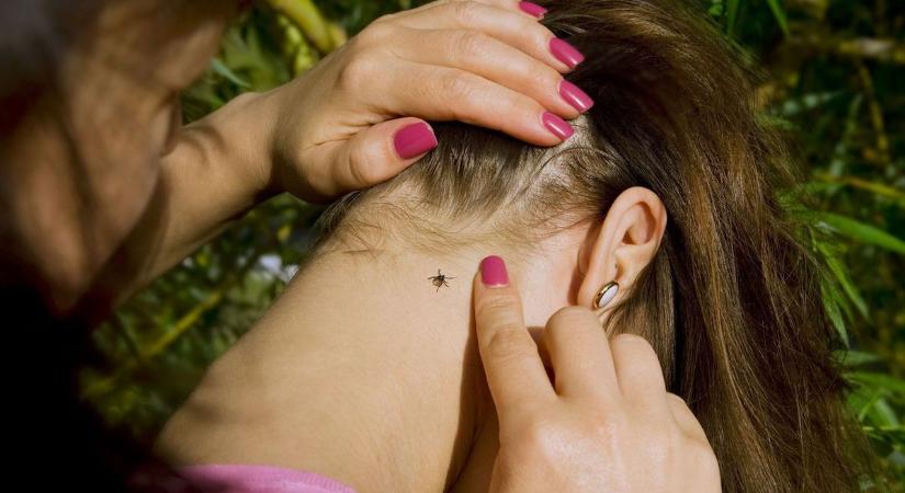 Már két új szuperkullancs is van hazánkban: fürgék és halálos kórt terjesztenek