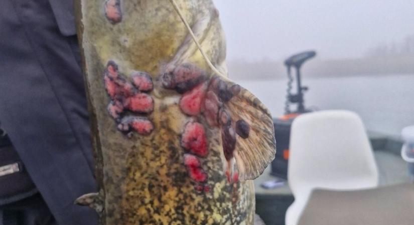 Herpeszes harcsát fogtak a Tisza-tavon