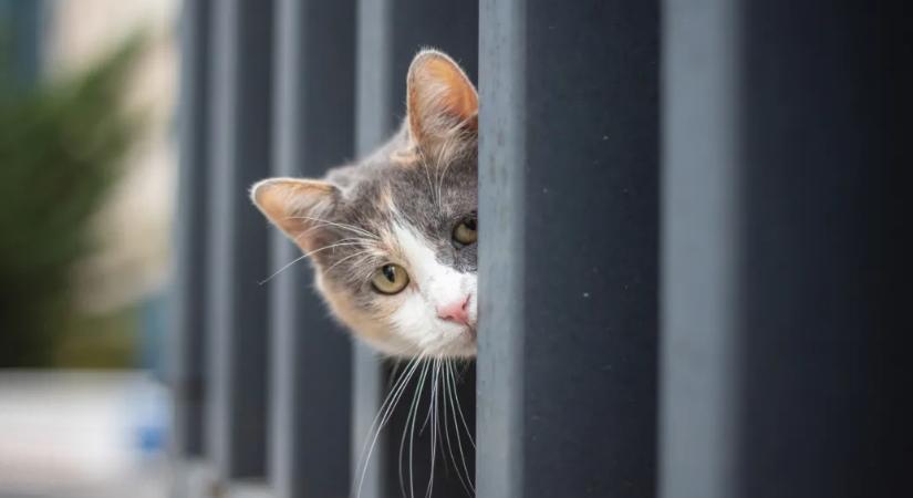 A CIA bedrótozott kémmacskákat akart bevetni a hidegháborúban