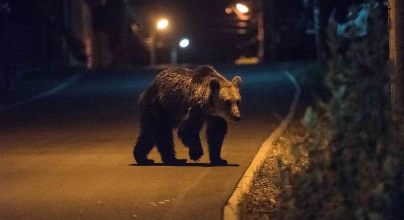 Medve jár a Maros megyei Balavásár határában (VIDEÓ)