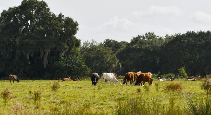 A féreghajtó, ami megöli a legelőt: egy láthatatlan láncreakció nyomában