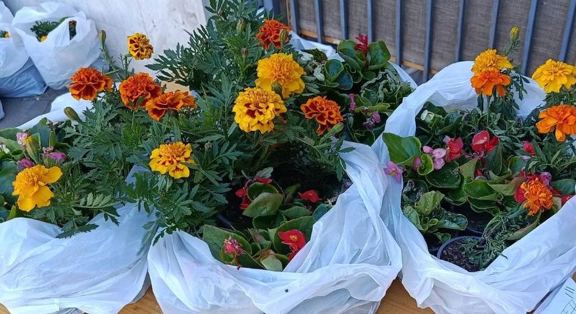 Ingyenes virágosztást tartanak ebben a hajdú-bihari városban, aki lemarad, kimarad - fotókkal!