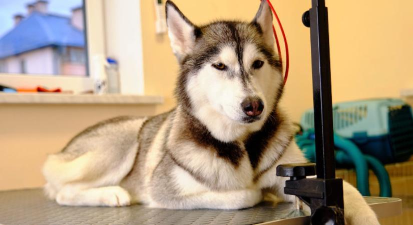 Egy kutyakozmetikai látogatás általában rutinfeladat – egy kis fürdetés, szárítás, körömvágás, és már kész is. Egy fekete-fehér husky esetében azonban a szokásos procedúra egészen más fordulatot vett, és olyan jelenet bontakozott ki, amely az internetet i