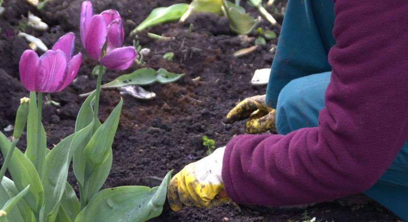 Lecserélik a tavaszi növényeket, átalakulnak a város virágágyásai