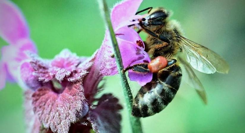 Csillagászati összeget kérnek el érte, mégis sokan esküsznek erre a természetes anyagra