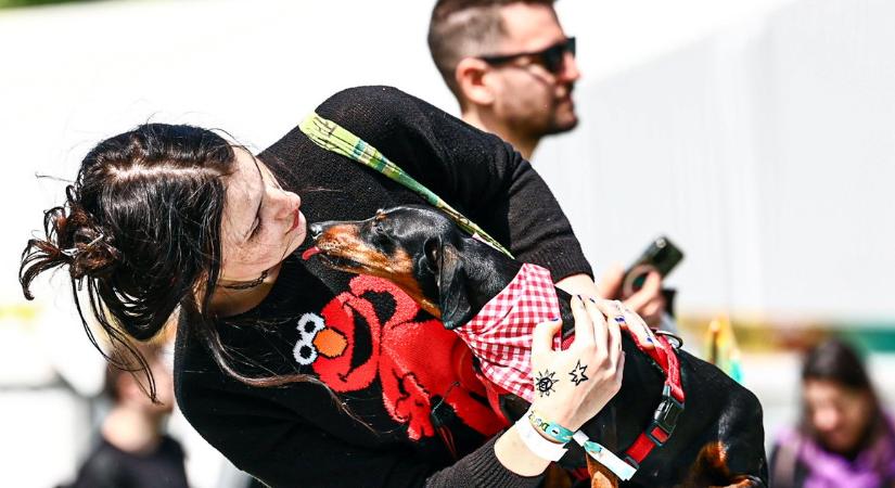 Elözönlötték a négylábúak a Városligetet: Itt vannak a DOGZ Fesztivál legcukibb pillanatai! – fotók