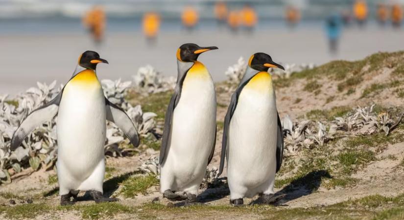 Felfedezték az elmúlt évek legnagyobb Linux-sebezhetőségét