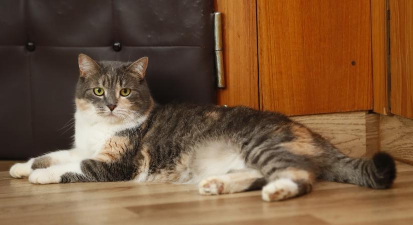 Készülhetnek a gazdik: érkezik a kötelező macskachip – Mutatjuk a részleteket és az árakat!