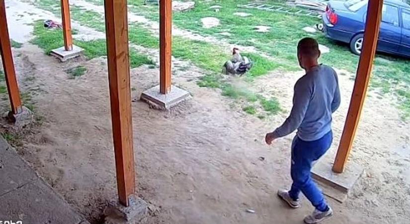 Ilyen az, amikor Kukori túl komolyan veszi az udvar őrzését