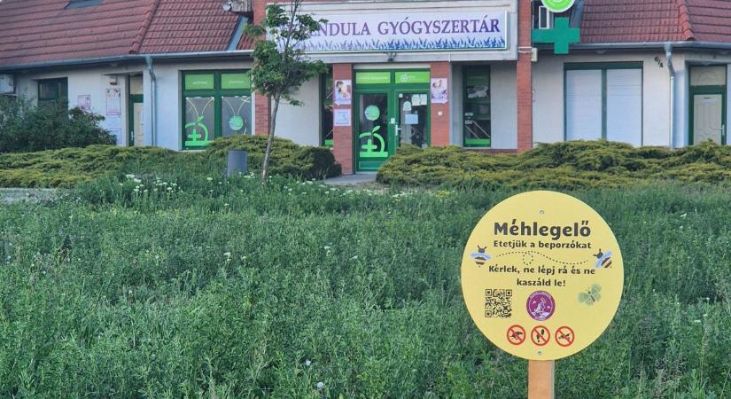 Valóságos kis oázist hoztak létre Szolnok egyik forgalmas pontján – galériával