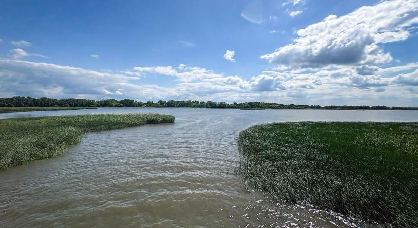 Fertőzött harcsát fogtak a Tisza-tóból, a szakemberek sem tudják, mi az az elváltozás rajta – fotóval