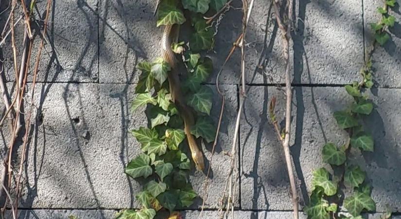 Ijesztő lehetett: óriáskígyót láttak a Dunántúlon, egy ház udvarán!