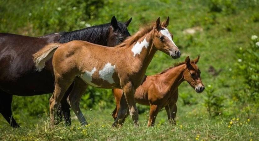 Ilyen szép a lovak szabadsága, amikor az új legelőre először futhat ki a bakonyi ménes (videó)