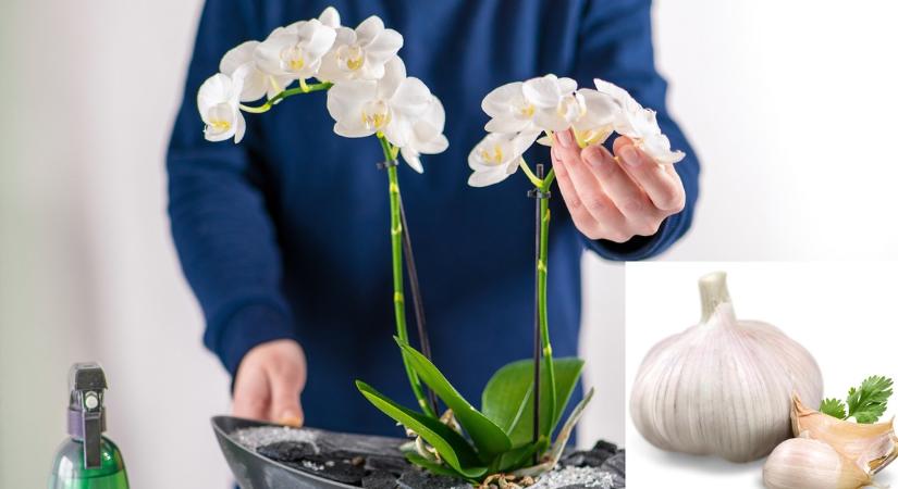 Elárulom, mit tett a fokhagyma az orchideákkal. Jobb, ha tudsz erről te is