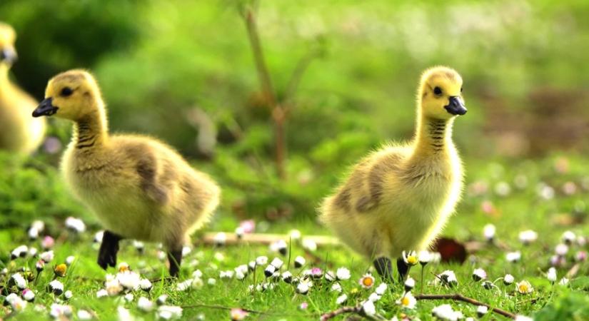 Vége a vacogásnak: szombaton már a 24 fokot is elérhetik a csúcsértékek