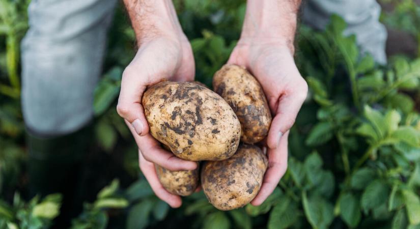 Durva kihívásokkal küzdenek az agrárcégek Magyarországon