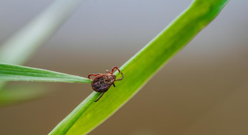 Kertész ismerősöm megsúgta! Ha ezeket a növényeket tartod a kertedben, távol tarthatod a kullancsokat