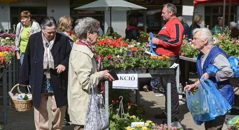 Ezeket az egynyári virágokat ültesd az erkélyre vagy a kertbe, nem bánod meg