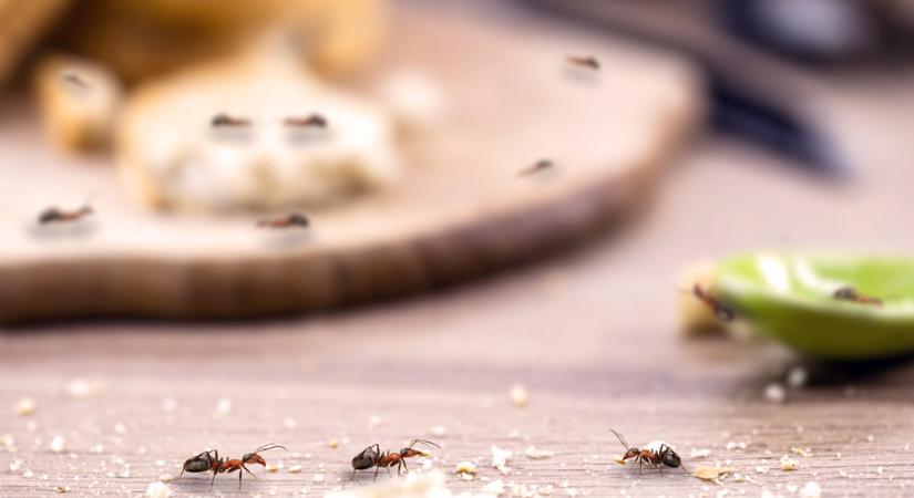 Hangyainvázió a konyhában? Így szabadulhat meg tőlük kíméletesen és vegyszerek nélkül