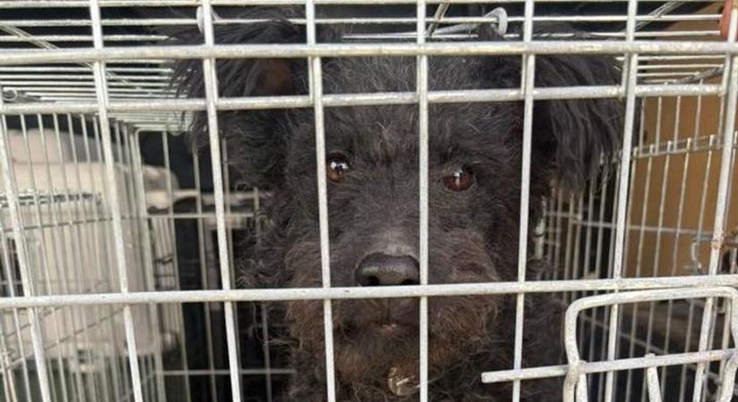 Visszatérő ügy Szabadegyházán: ismét a Fema Állatmentők vonultak ki a helyszínre
