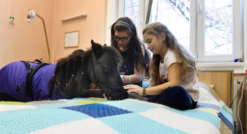 Ezekben a hazai kórházakban négylábú doktorok is gyógyítanak