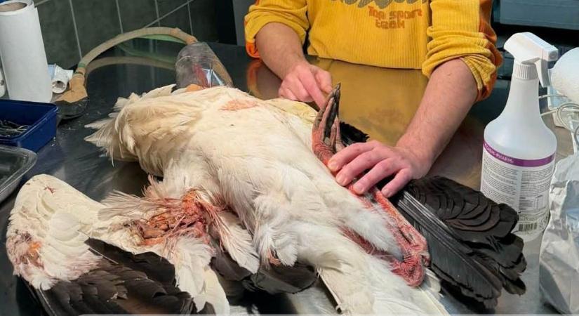 Sörétes puskával lőttek meg egy gólyát a borsodi gólyafővárosban, börtön is járhat érte