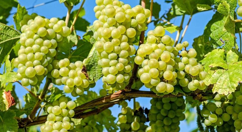 Egyre több betegség támadja a szőlőt, a borászok már komoly bajtól tartanak